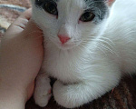 Кошки в Новокузнецке: Отдам в добрые руки  Девочка, Бесплатно - фото 2