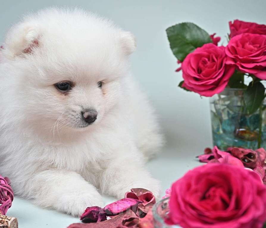 Собаки в Нижнем Новгороде: Щенок шпица Мальчик, 40 000 руб. - фото 4