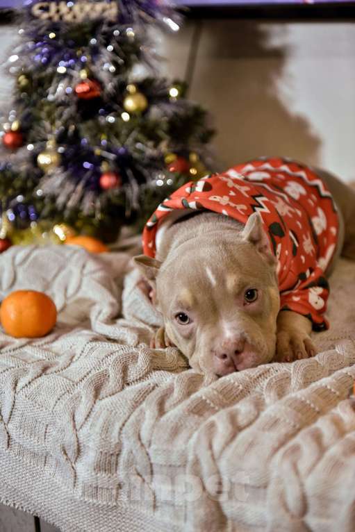 Собаки в Мурином: Лава Лаванда Девочка, 100 000 руб. - фото 1