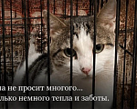 Кошки в Москве: Кошечка в добрые руки Девочка, Бесплатно - фото 1