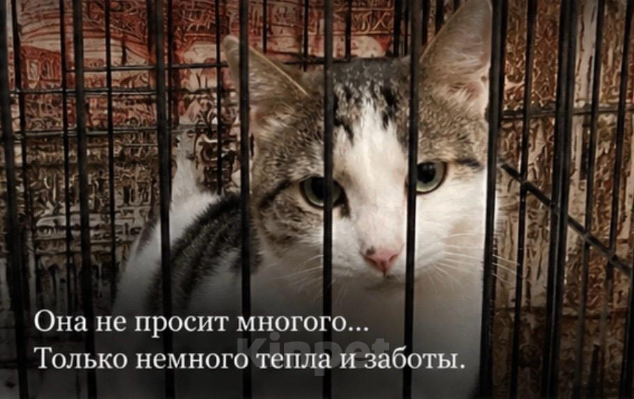 Кошки в Москве: Кошечка в добрые руки Девочка, Бесплатно - фото 1