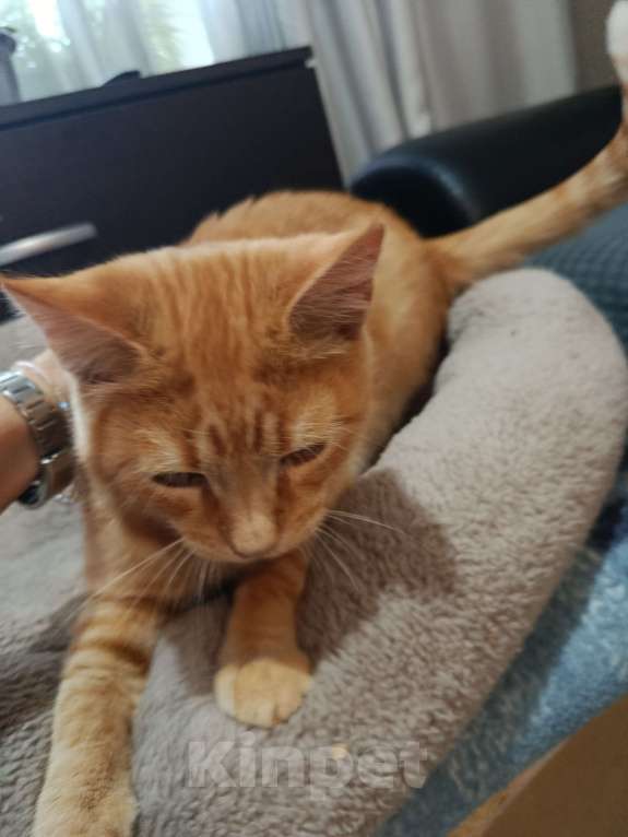 Кошки в Челябинске: Тайский котёнок Мальчик, Бесплатно - фото 4