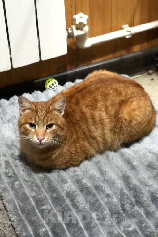 Кошки в Егорьевске: Найден рыжий кот (Егорьевск, д. Заболотье) Мальчик, Бесплатно - фото 2
