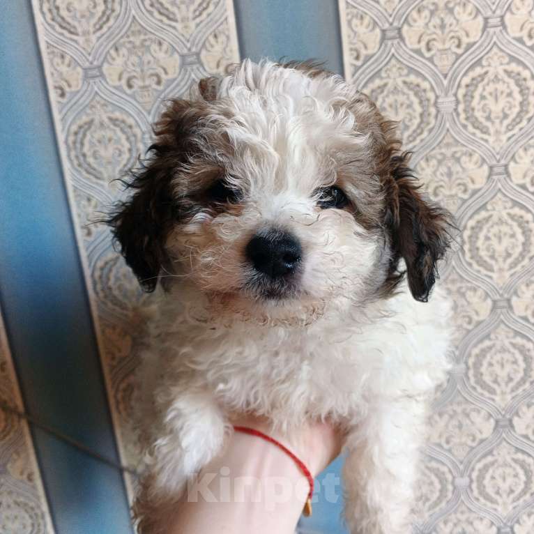 Собаки в Липецке: Мальтипу Мальчик, 20 000 руб. - фото 2