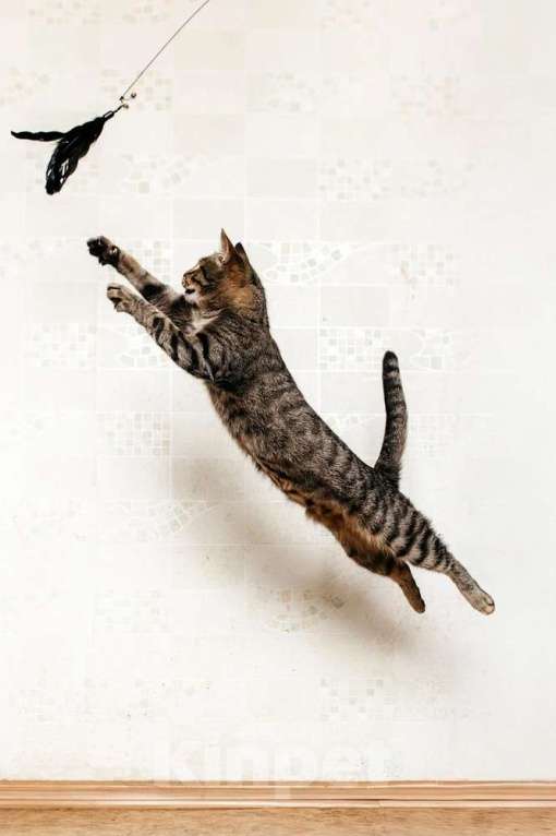 Кошки в Москве: Ручная Супер-кошь Тома Девочка, 1 руб. - фото 7