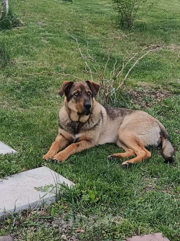 Собаки в Красноярске: Добродушный весёлый парень ищет новых друзей Мальчик, Бесплатно - фото 1