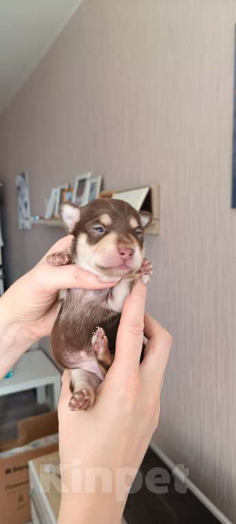 Собаки в Краснодаре: Щенок той терьер девочка Девочка, 7 000 руб. - фото 3