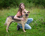 Собаки в Солнечногорске: Восхитительный парень с проникновенным взглядом Мальчик, Бесплатно - фото 3