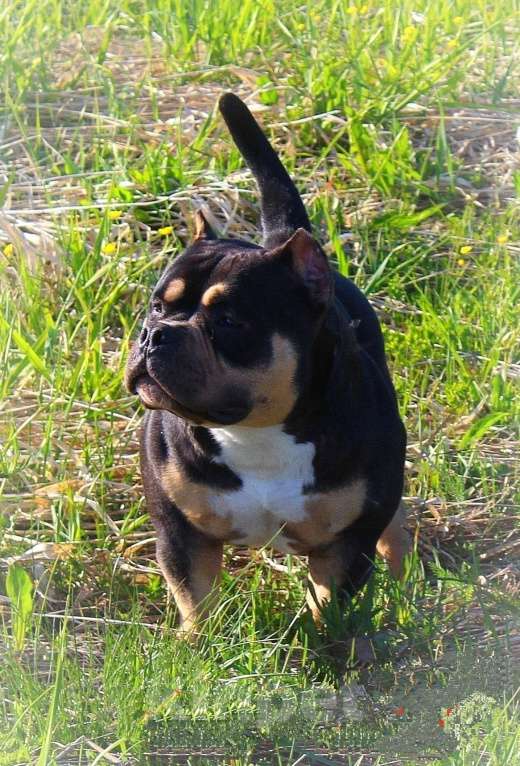 Собаки в Архангельске: АМЕРИКАНСКИЙ БУЛЛИ. ДЕВОЧКА. Девочка, 90 000 руб. - фото 10