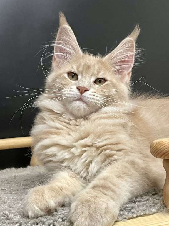 Кошки в Санкт-Петербурге: Котята Мейн Кун 3 мес, 45 000 руб. - фото 8