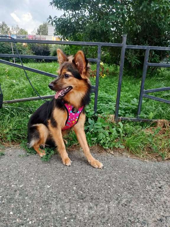 Собаки в Санкт-Петербурге: Красивая маленькая собачка, 7 месяцев Девочка, Бесплатно - фото 3