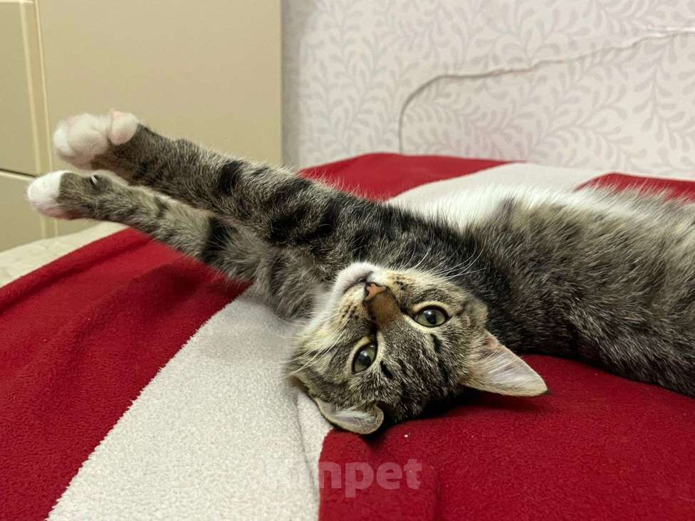 Кошки в Москве: Примите в семью замечательного спасенного котенка! Девочка, Бесплатно - фото 3