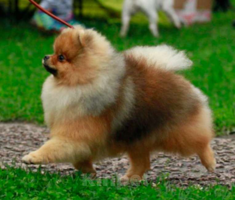 Собаки в Звенигороде: Померанский шикарный шпиц Мальчик, 25 000 руб. - фото 1