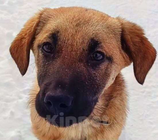 Кошки в Москве: лопоухое чудо ждет вас в приюте щенок в дар Девочка, Бесплатно - фото 1