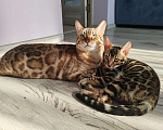 Кошки в Москве: Бенгальская девочка с родословной (в наличии) Девочка, 40 000 руб. - фото 3