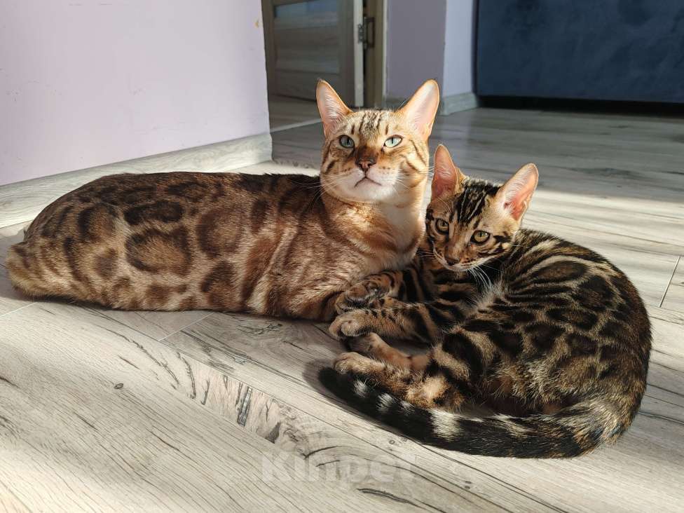 Кошки в Москве: Бенгальская девочка с родословной (в наличии) Девочка, 40 000 руб. - фото 3