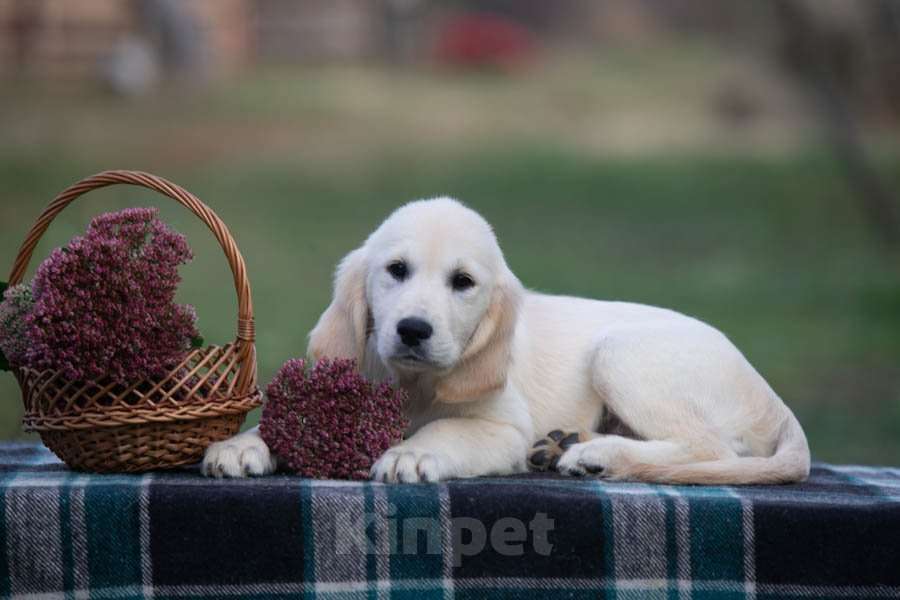 Собаки в Воронеже: Щенки золотистого ретривера  Мальчик, 60 000 руб. - фото 6