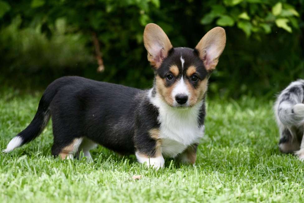 Собаки в Москве: Вельш корги кардиган-девочка Девочка, 50 000 руб. - фото 2
