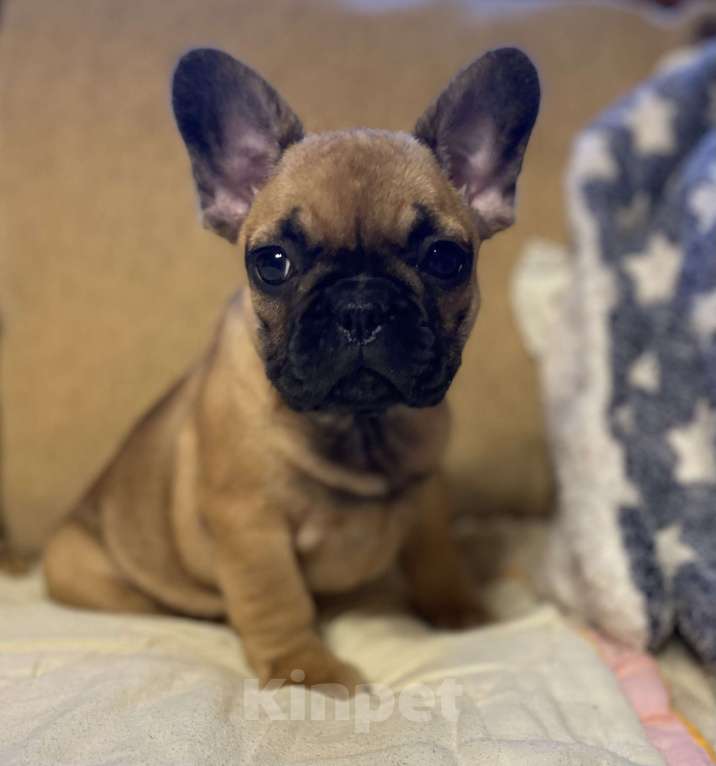 Собаки в Санкт-Петербурге: Шикарная девочка французик в мини размере  Девочка, 45 000 руб. - фото 2