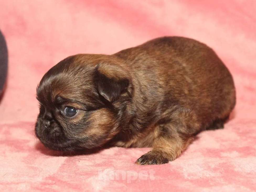 Собаки в Санкт-Петербурге: Маленькая разбойница Девочка, 80 000 руб. - фото 2