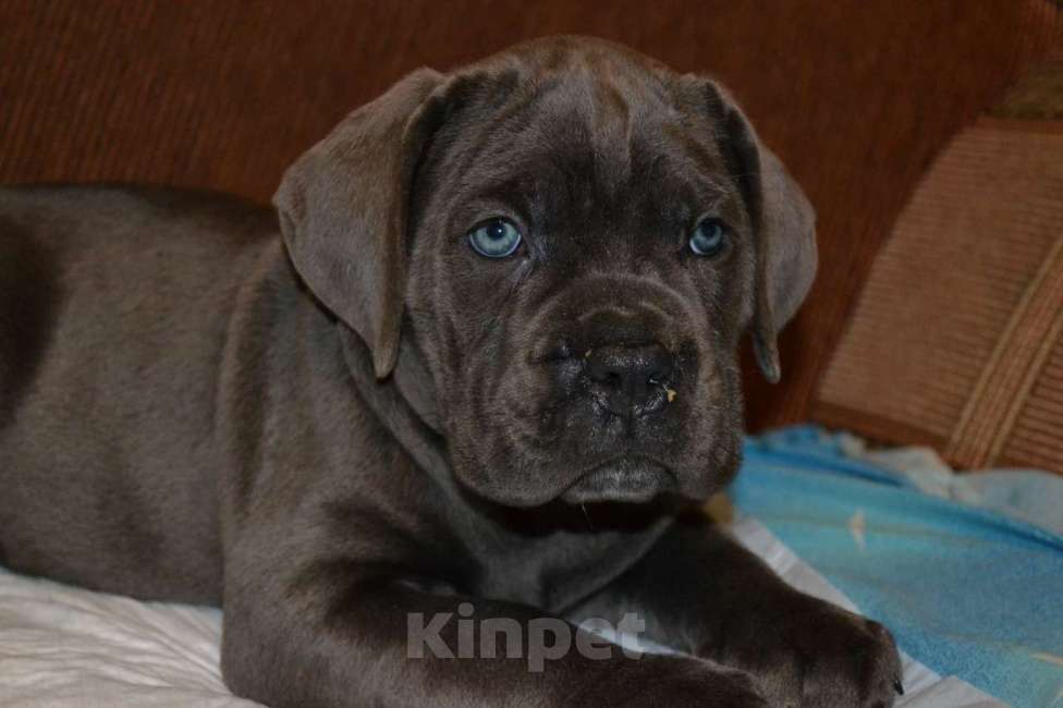 Собаки в Новосибирске: Щенки Кане Корсо Мальчик, 60 000 руб. - фото 6