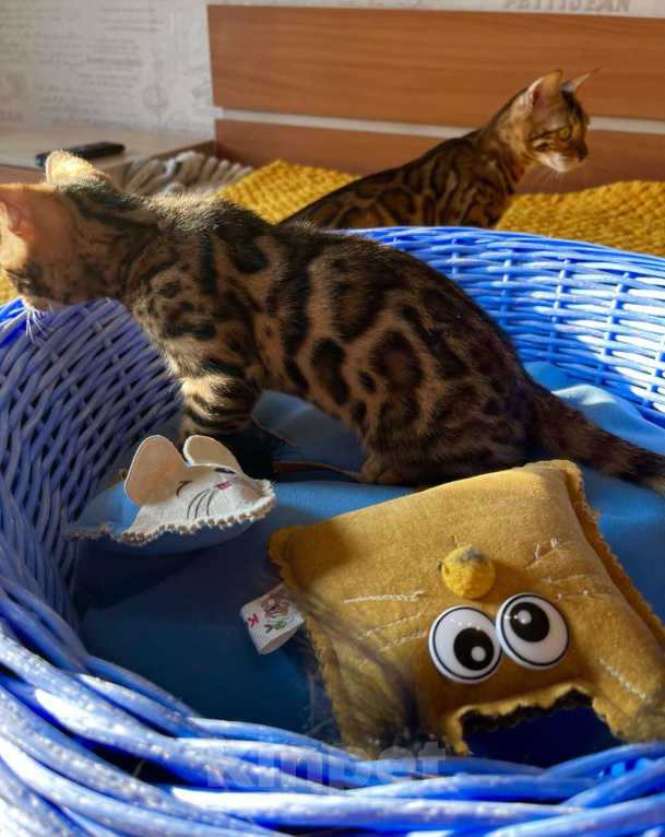 Кошки в Самаре: Бенгальская девочка Veritay Bonita Девочка, 60 000 руб. - фото 6