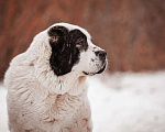 Собаки в Москве: Крупный белый алабай Аякс в добрые руки Мальчик, Бесплатно - фото 4