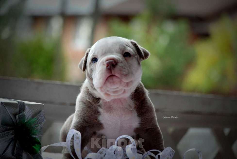 Собаки в Балашихе: Щенок американского булли Девочка, 150 000 руб. - фото 3