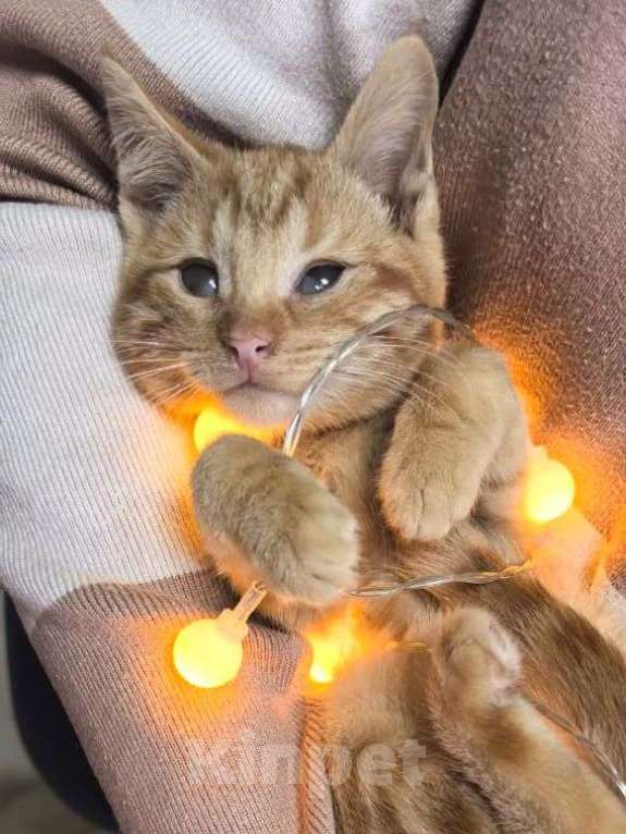 Кошки в Москве: Рыжие котята ищут дом  Мальчик, Бесплатно - фото 1