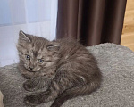 Кошки в других городах Московской области: В добрые руки Девочка, Бесплатно - фото 1