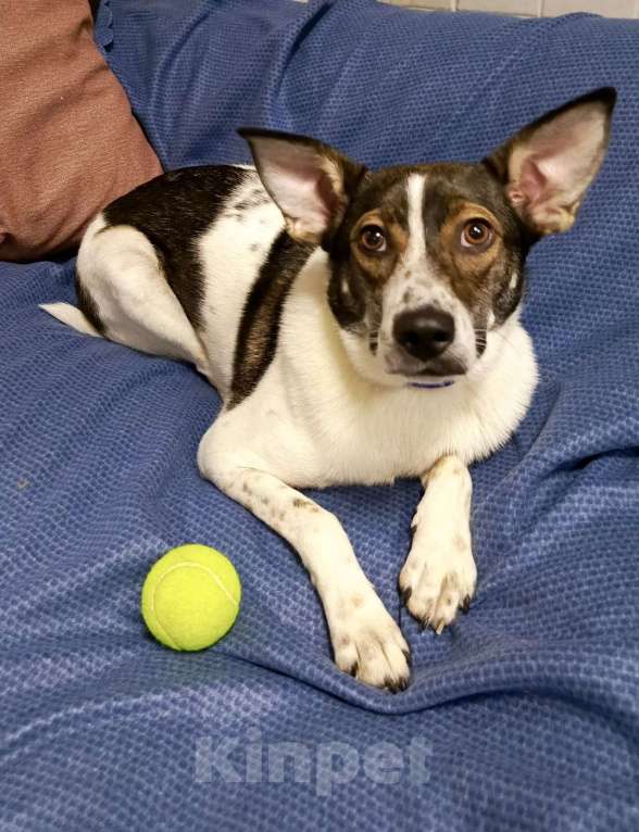 Собаки в Липецке: Малышка Линда  Девочка, Бесплатно - фото 5