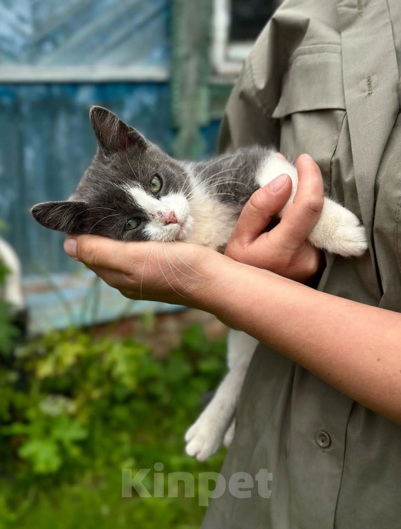 Кошки в Калуге: Котёнок Мальчик, Бесплатно - фото 1