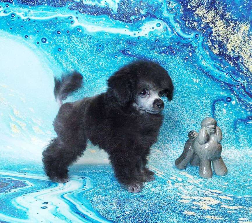 Собаки в Долгопрудном: Пуделя щенок той серебристая девочка  ИЛАЙДА  Девочка, 200 000 руб. - фото 6