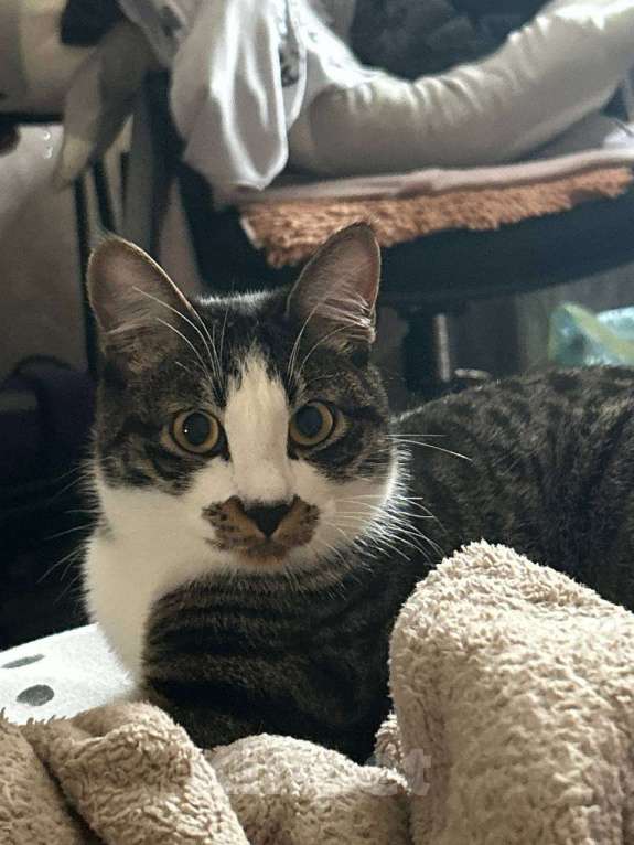 Кошки в Владивостоке: Пропал кот по кличке Эскель Мальчик, 3 000 руб. - фото 1