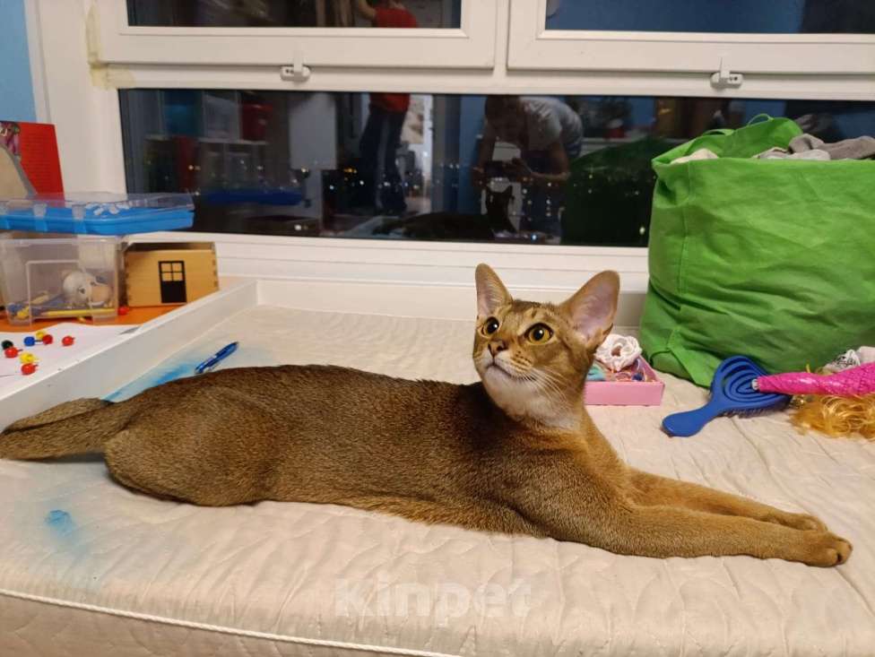 Кошки в Санкт-Петербурге: Абиссинская кошка Девочка, Бесплатно - фото 3