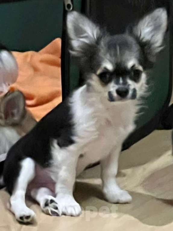 Собаки в Москве: Чихуахуа мальчик  Мальчик, 25 000 руб. - фото 2