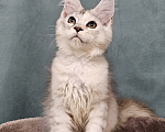 Кошки в Мытищах: Котёнок Мейн-кун Девочка, 40 000 руб. - фото 4