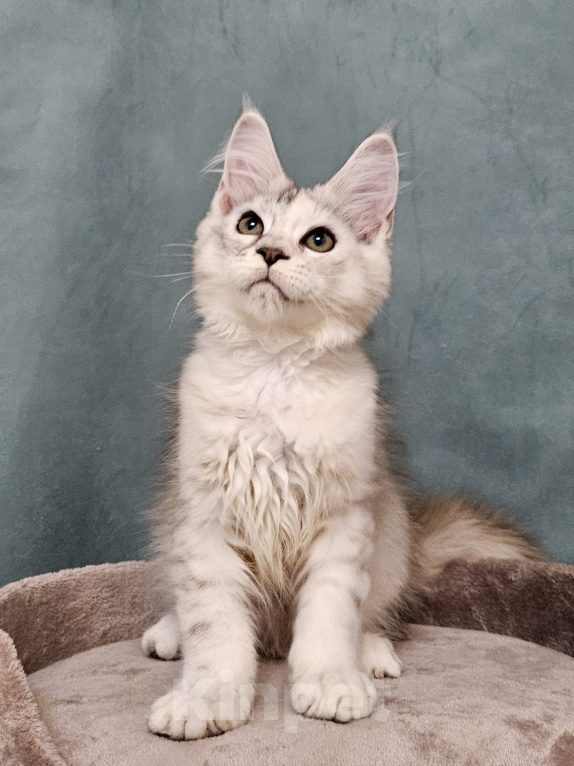 Кошки в Мытищах: Котёнок Мейн-кун Девочка, 40 000 руб. - фото 4