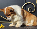 Собаки в Москве: вельш корги пемброк щенки от Интерчемпиона Девочка, 65 000 руб. - фото 2