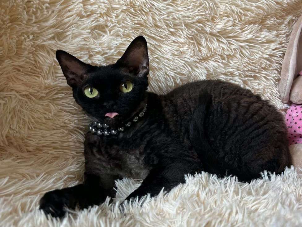 Кошки в Москве: Девон-рекс Девочка, 100 000 руб. - фото 4