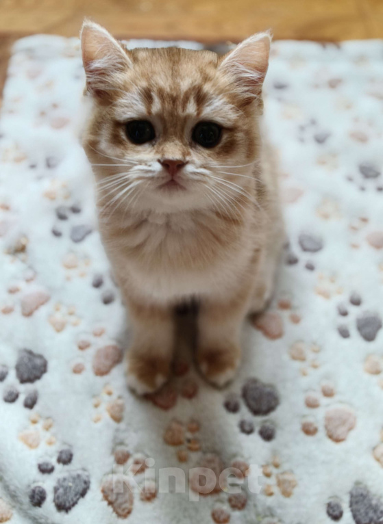 Кошки в Санкт-Петербурге: Продаются чистокровные котята британской шиншиллы Мальчик, Бесплатно - фото 2