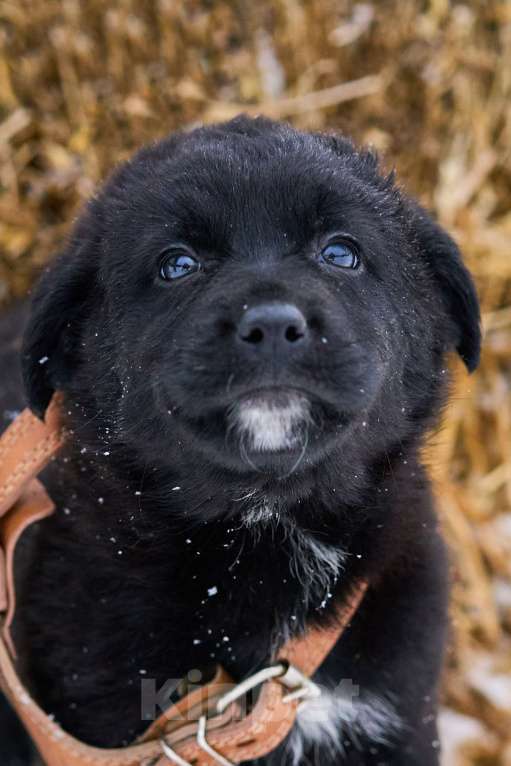 Собаки в Москве: щенок Гоша ищет семью Мальчик, Бесплатно - фото 1