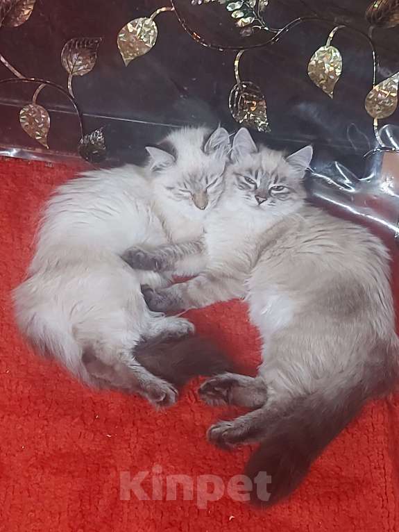 Кошки в Севастополе: Котята выбирают семью Девочка, Бесплатно - фото 1