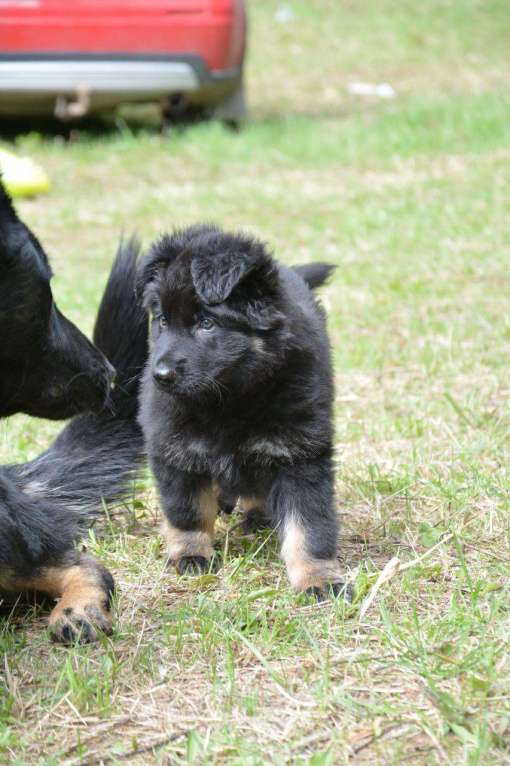 Собаки в Балашихе: Щенок немецкой овчарки РКФ Мальчик, 40 000 руб. - фото 4