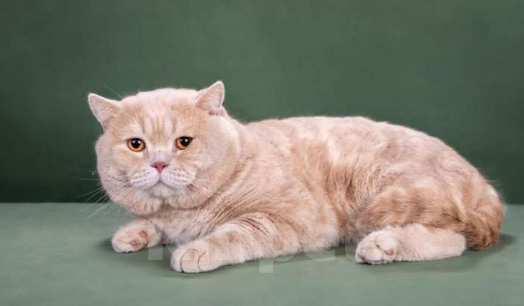 Кошки в Москве: Шотландский прямоухий кот для вязки Мальчик, 35 000 руб. - фото 2