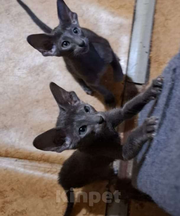 Кошки в Санкт-Петербурге: Ориентальная девочка Девочка, 25 000 руб. - фото 2