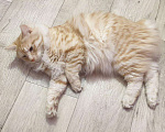 Кошки в Находке: Курильский Бобтейл Вязка, 10 204 руб. - фото 3
