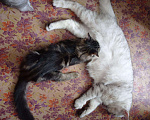 Кошки в Новокубанске: Шотландские котята, 100 руб. - фото 4