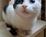 Кошки в Гагарине: Голубоглазая красавица., 1 руб. - фото 2