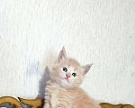 Кошки в Советске (Калининградская область): Котята мейн-кун с документами, 40 000 руб. - фото 2